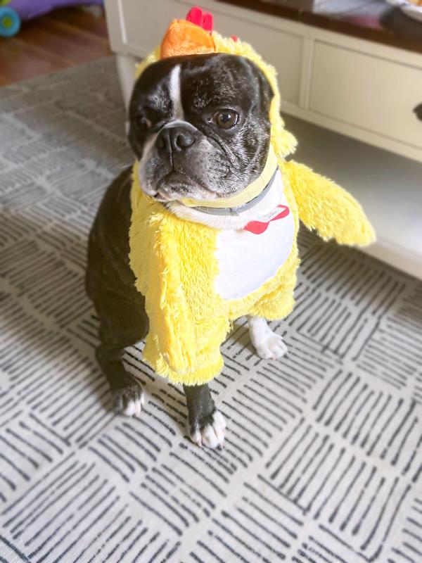 /Images/uploads/Miss Nutfield Scholarship Program/miss-nutfield-pet-photo-contest/entries/30765thumb.jpg